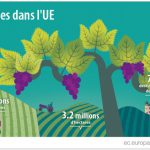 Grandes régions viticoles européennes : la France sur le podium