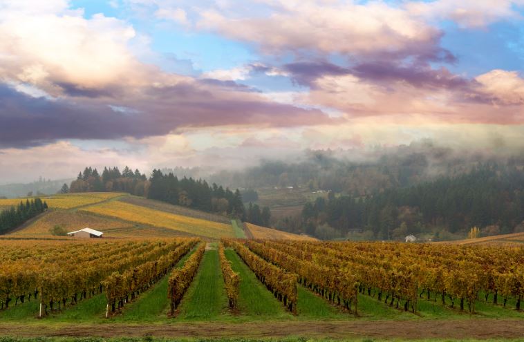 Vignobles de l'Oregon