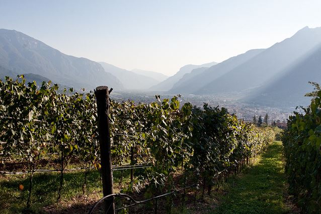 Domaine Foradori