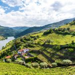 Les portos et les vins portugais, le guide iDealwine