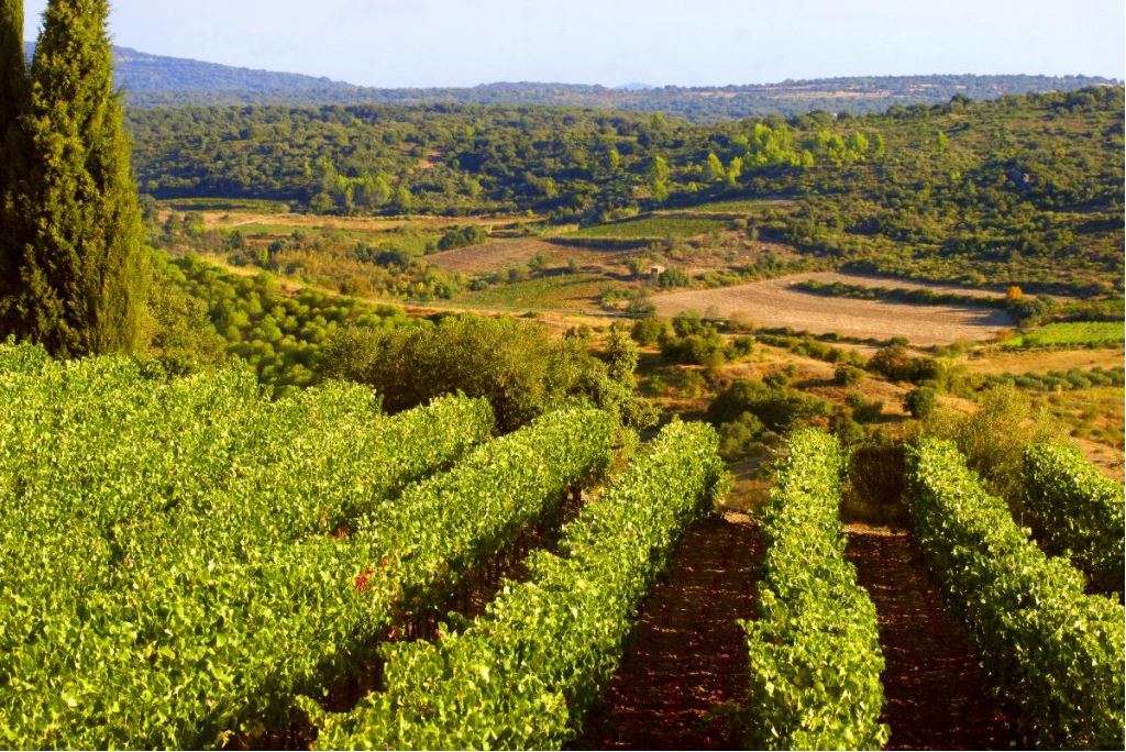 Vignes Languedoc