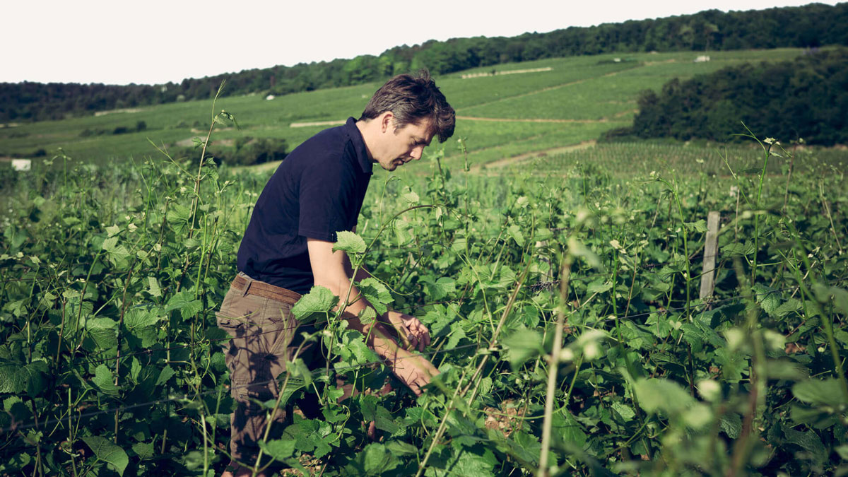 Lire la suite à propos de l’article Domaine Arlaud : le bourguignon à l’ascension infinie