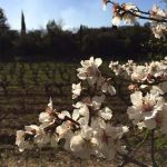 La Bastide Blanche, domaine emblématique de Bandol