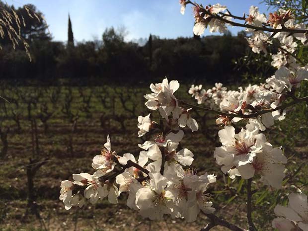 Lire la suite à propos de l’article La Bastide Blanche, domaine emblématique de Bandol