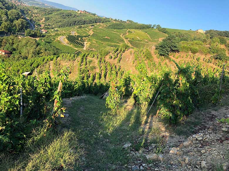 Domaine-Jean-Michel-Stephan-vignes