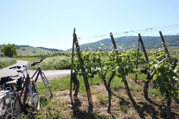 Lire la suite à propos de l’article A bicyclette au domaine Bott-Geyl : une dégustation nouvelle vague