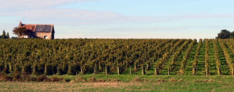 Francois Chidaine vins en vente iDealwine Vouvray Montlouis sur Loire 2