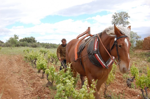 cheval de trait