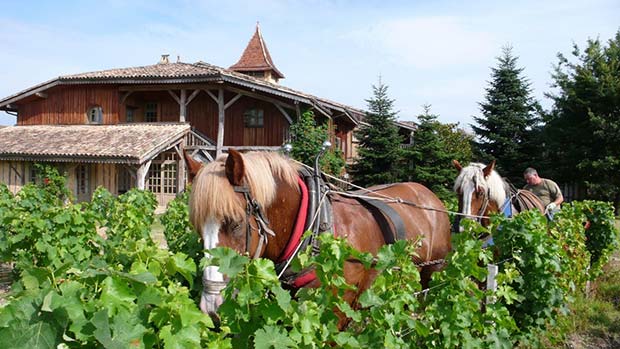 Chateau-Smith-Haut-Lafitte-labour-a-cheval