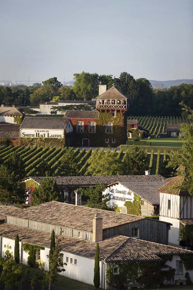 Chateau-Smith-Haut-Lafitte-vignes