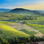 PALMARES : le TOP 20 des vins du Beaujolais