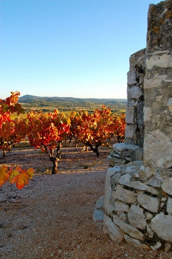 Vignes Mas Laval