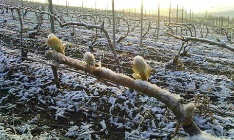 Lire la suite à propos de l’article Pour lutter contre les risques dus au gel, les champagnes Drappier agrandissent leur vignoble