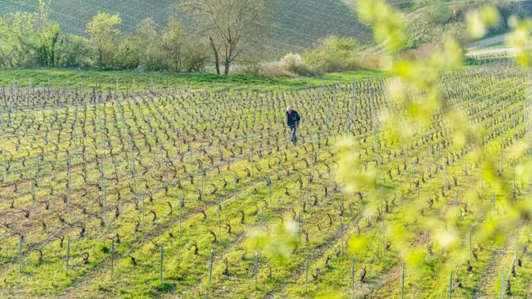 Lire la suite à propos de l’article Pour lutter contre les risques dus au gel, les champagnes Drappier agrandissent leur vignoble