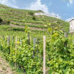 L’empire M. Chapoutier : Une aventure viticole qui traverse les frontières