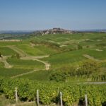 PALMARES Loire : le TOP 20 des vins les plus chers
