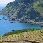 PALMARES : les vins les plus chers du Languedoc et du Roussillon