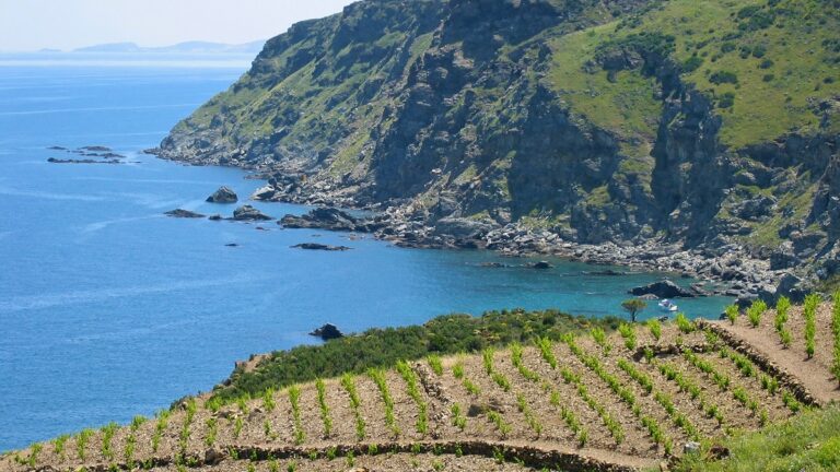 Lire la suite à propos de l’article PALMARES : les vins les plus chers du Languedoc et du Roussillon