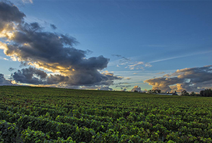 Chateau Lafite Rothschild vignes