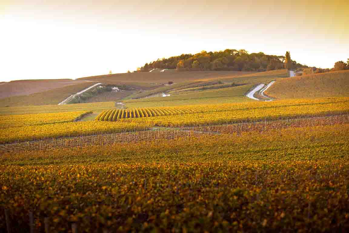 Champagne Pol Roger vignes