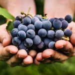 Note du millésime 2015 : une année d’anthologie dans les vignobles du Sud