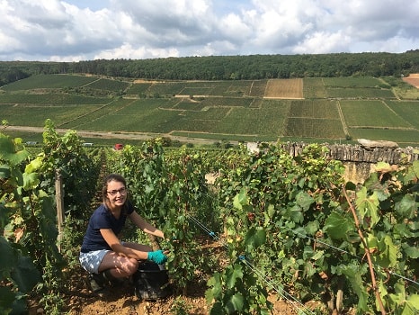 Lire la suite à propos de l’article Constance, la vendangeuse d’iDealwine au domaine Bonneau du Martray