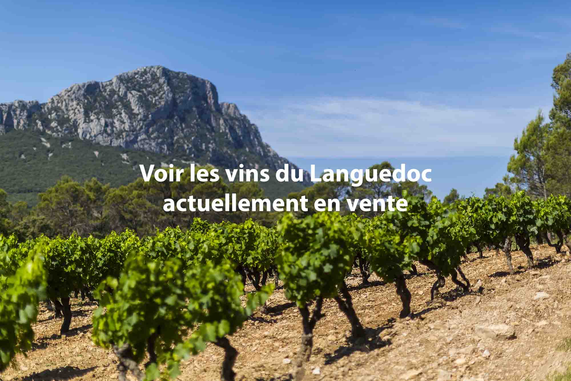 Notes millésime 2015 belle année vignobles du Sud iDealwine vins du Languedoc en vente