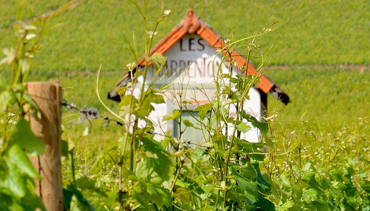 Domaine Mongeard-Mugneret en Bourgogne