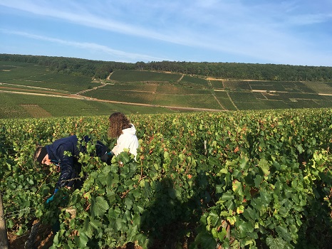 vendangeurs et paysage