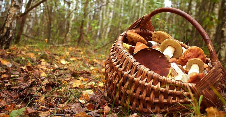 Accords vin champignons - iDealwine