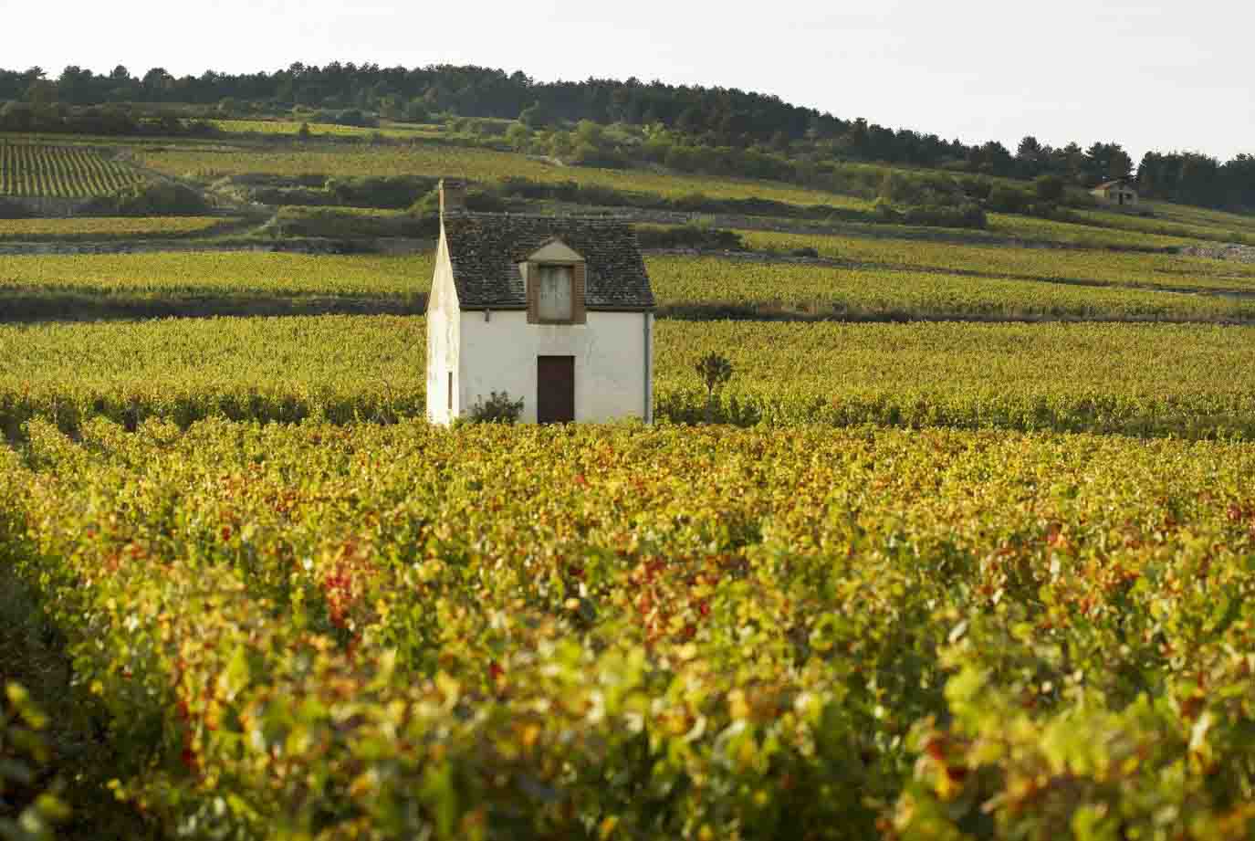 Encheres grands vins Bourgogne octobre 2017 iDealwine