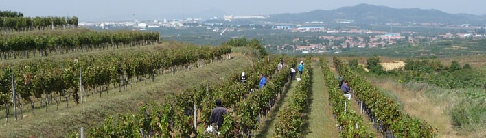 vignes en coteaux du domaine de Penglai