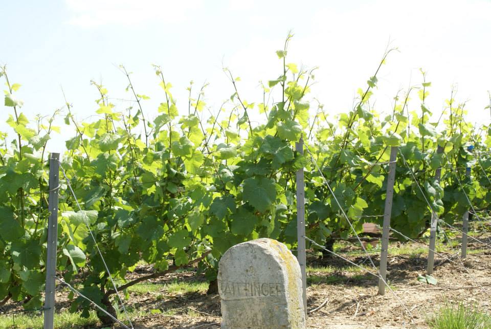 Taittinger vignes