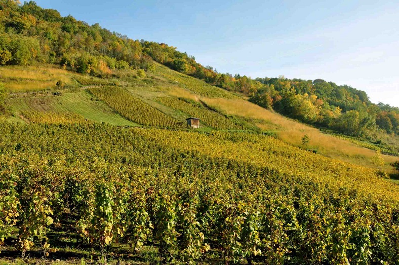 Domaine-Belluard-vignes