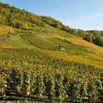 Au domaine Belluard, le cépage savoyard gringet à l’honneur