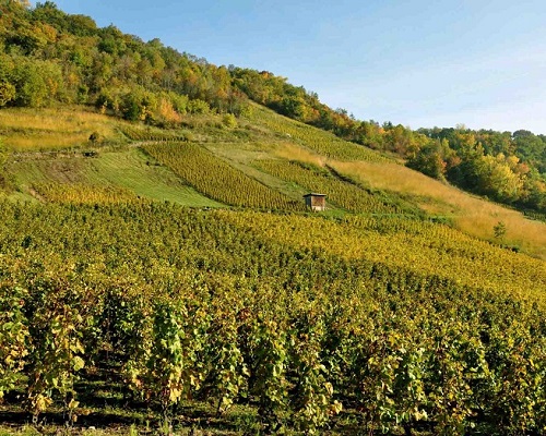 Lire la suite à propos de l’article Au domaine Belluard, le cépage savoyard gringet à l’honneur