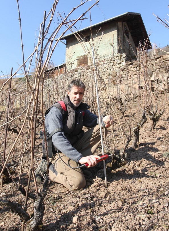 Dominique Belluard dans ses vignes