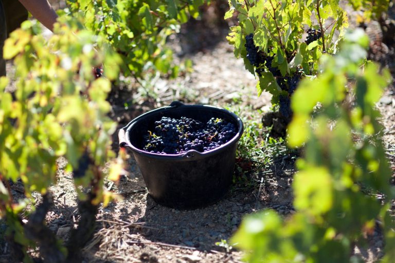 Lire la suite à propos de l’article Vendanges iDealwine : un programme de fidélité pour vos achats directs
