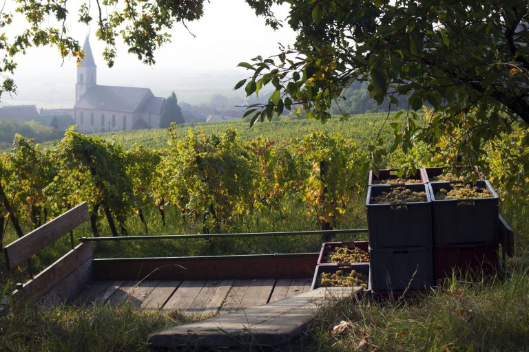 Lire la suite à propos de l’article Les « 80 jardins » du domaine Ostertag en Alsace