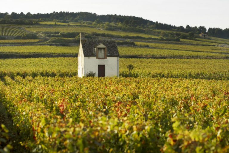 Lire la suite à propos de l’article Nouvelle AOC Bourgogne Côte d’Or