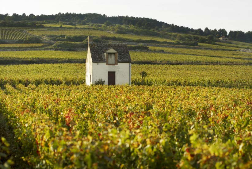 Bourgogne - Côte d’Or