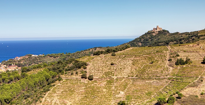 Collioure vin vigne Languedoc iDealwine