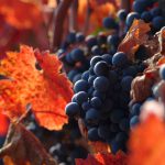 Le millésime 2016 dans les vignobles français