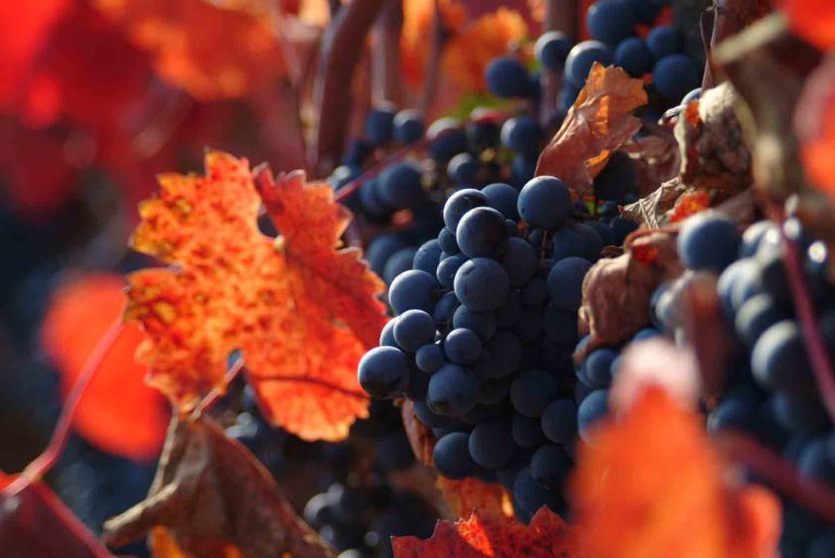 Lire la suite à propos de l’article Le millésime 2016 dans les vignobles français