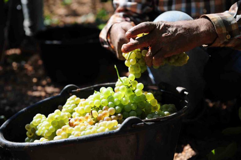 Lire la suite à propos de l’article Le millésime 2016 dans les vignobles français (partie 1)