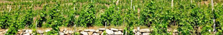Marche vins Ampuis 2018