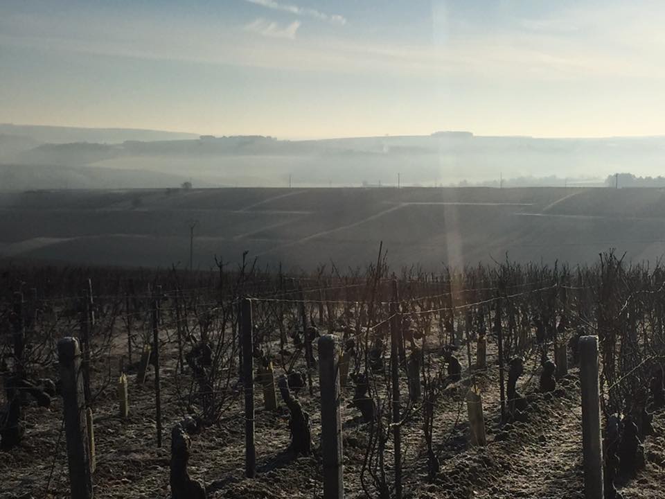 domaine pinson vignes chablis