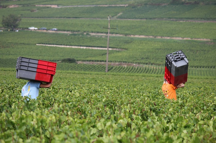 Follin Arbelet vin Bourgogne iDealwine