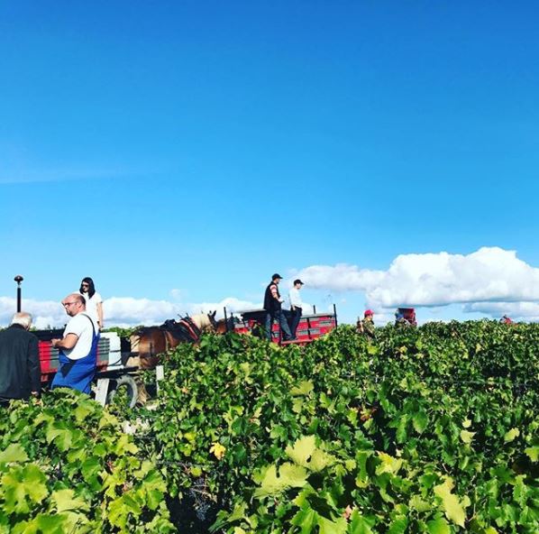 Vignes Château Pontet Canet