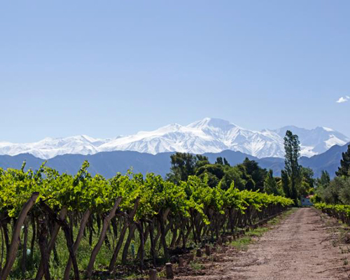Lire la suite à propos de l’article Vignobles du monde, le guide d’iDealwine (partie 1)